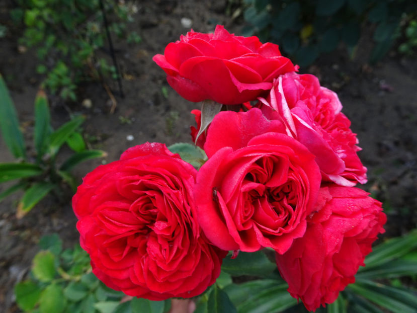 20 oct. - Crimson Flower Circus