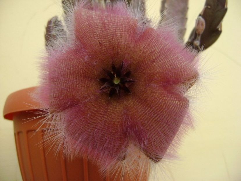 Stapelia gettliffei - Stapeliade 2017