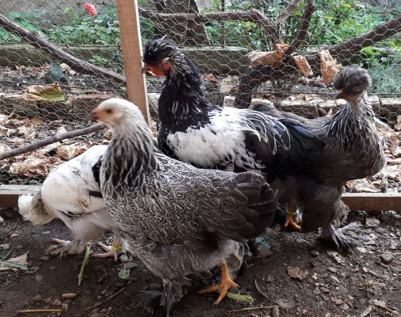  - Ultimile 2 serii din iulie