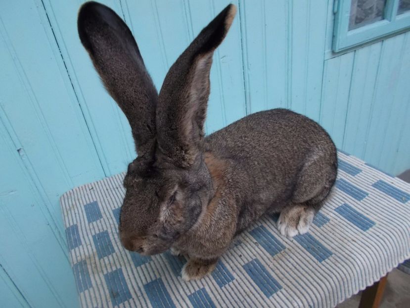  - FEMELA UGG NR 6 96 P