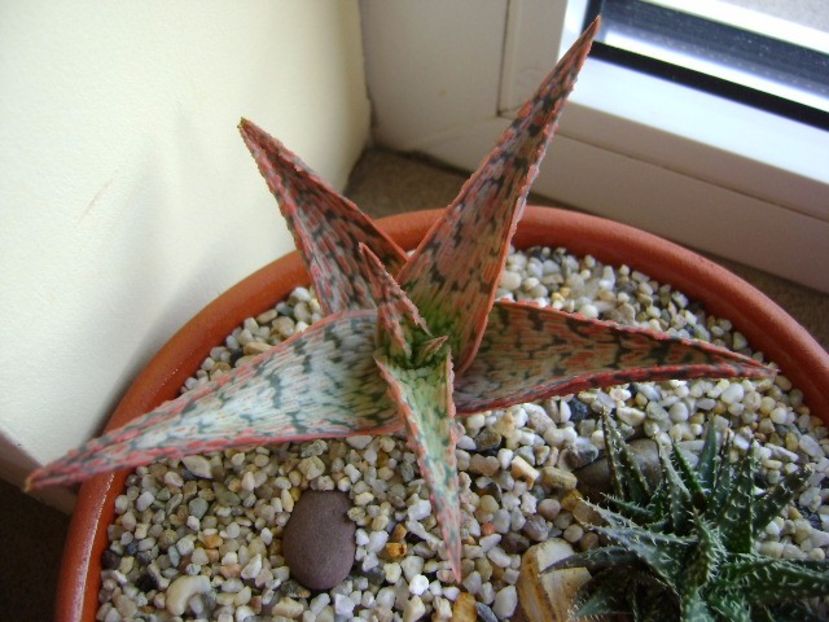 Grup de 3 Aloe - Suculente 2017