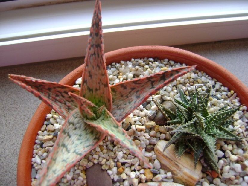 Aloe cv. Starfish - Suculente 2017