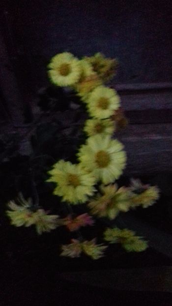 Asta a inflorit cateva luni intruna - Crizanteme