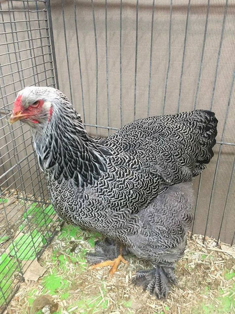  - E xpozitia europeana Hanovra 2017