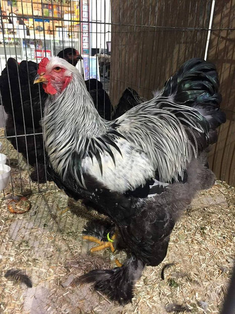  - E xpozitia europeana Hanovra 2017