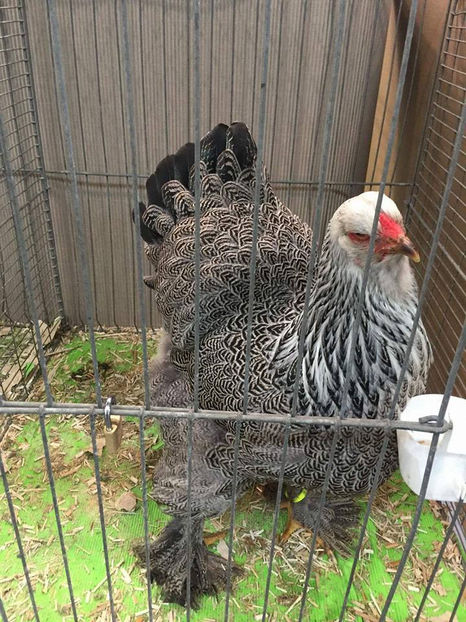  - E xpozitia europeana Hanovra 2017