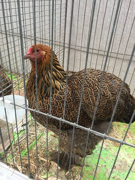  - E xpozitia europeana Hanovra 2017