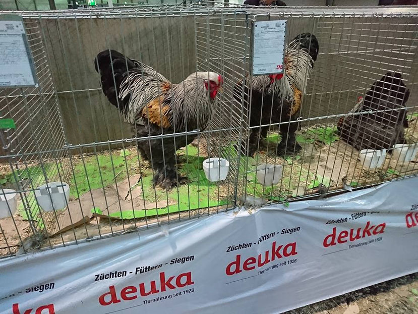  - E xpozitia europeana Hanovra 2017