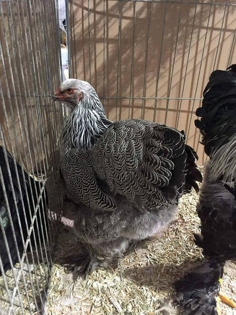  - E xpozitia europeana Hanovra 2017