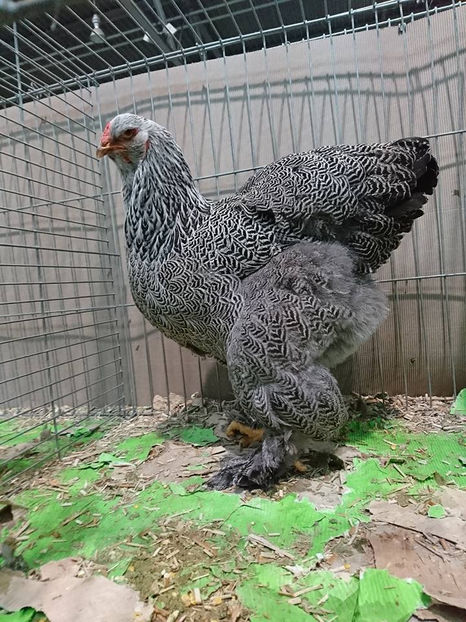  - E xpozitia europeana Hanovra 2017