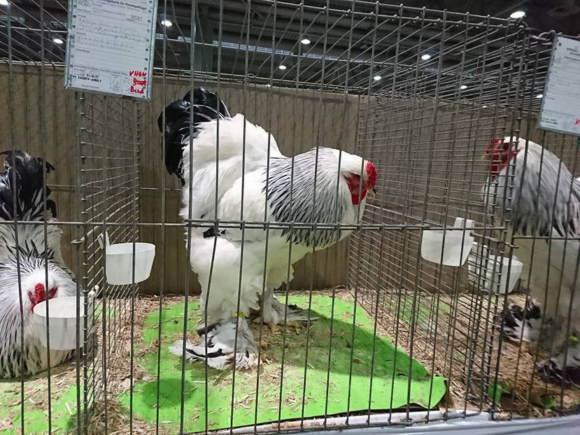  - E xpozitia europeana Hanovra 2017