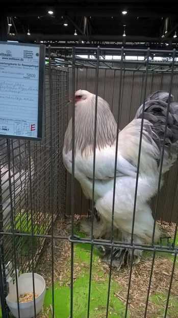  - E xpozitia europeana Hanovra 2017