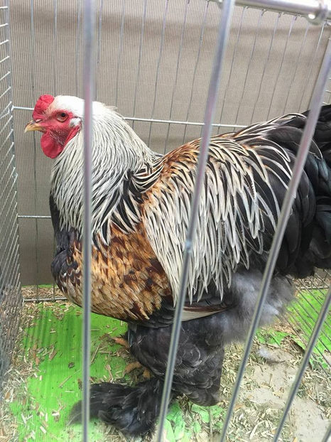  - E xpozitia europeana Hanovra 2017