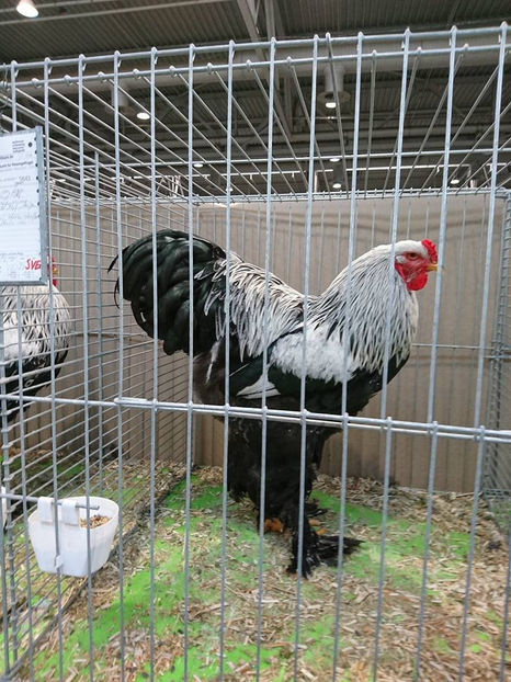  - E xpozitia europeana Hanovra 2017