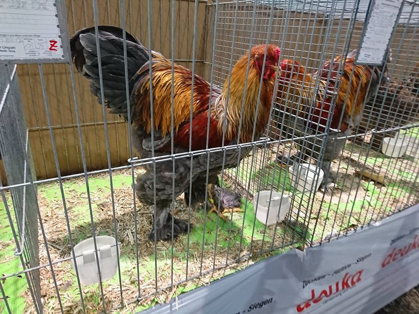  - E xpozitia europeana Hanovra 2017