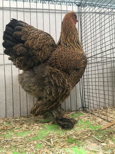  - E xpozitia europeana Hanovra 2017