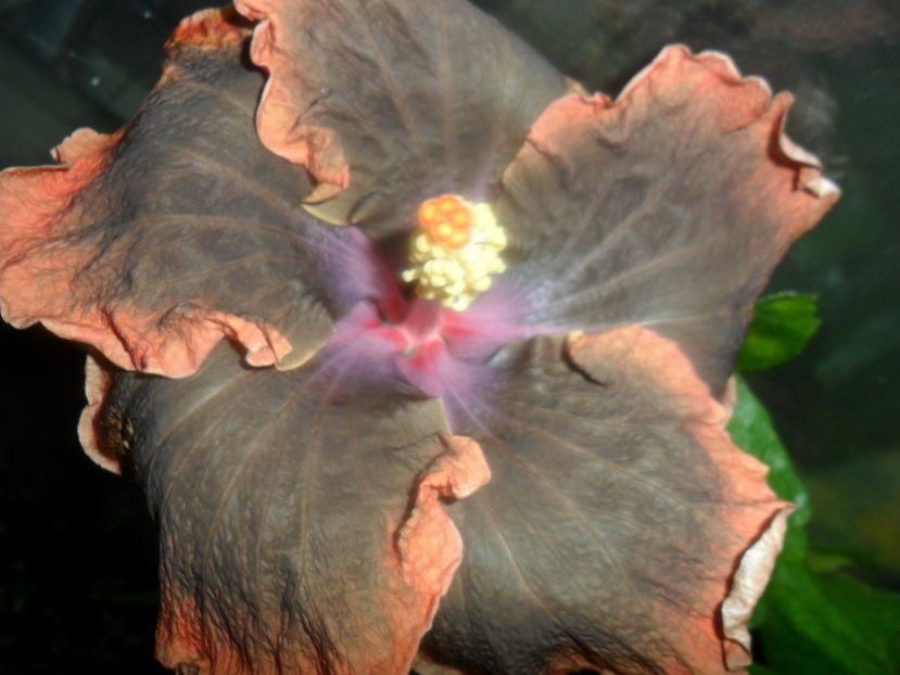  - indian instant coffee