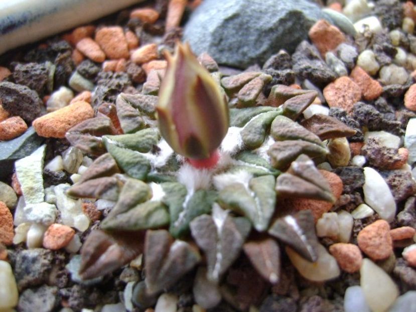 Ariocarpus kotschoubeyanus v. macdowellii - Cactusi 2017 final de an