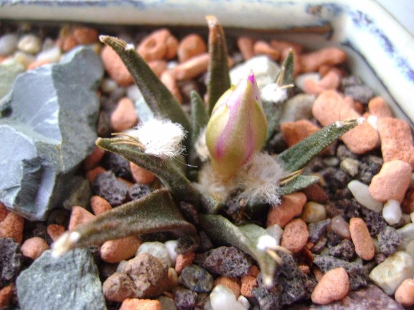 Ariocarpus kotschoubeyanus v. macdowellii - Cactusi 2017 final de an