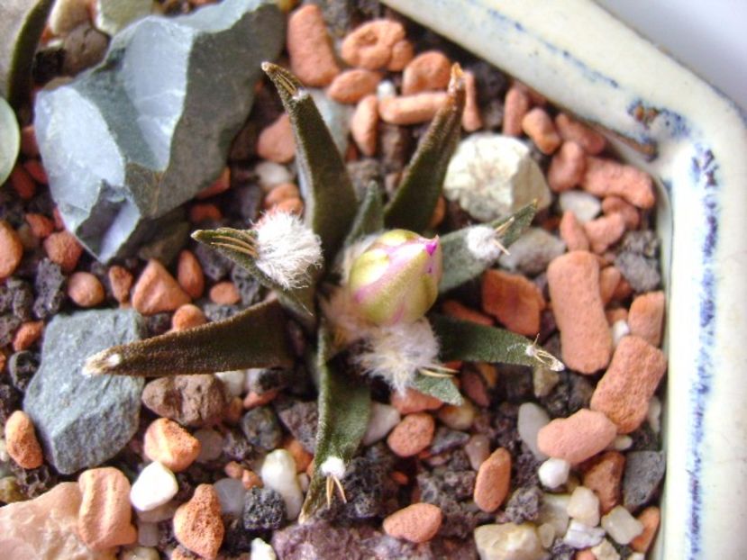 Ariocarpus agavoides - Cactusi 2017 final de an