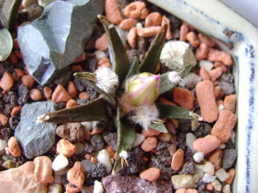 Ariocarpus agavoides - Cactusi 2017 final de an