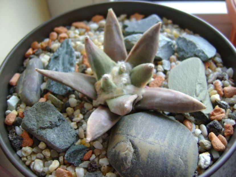 Ariocarpus retusus - Cactusi 2017 final de an