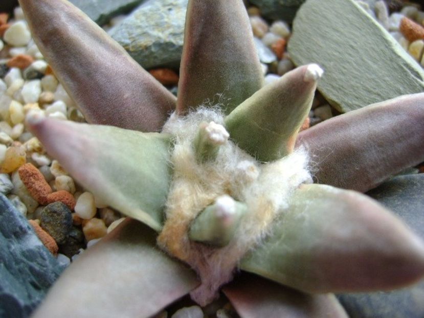 Ariocarpus retusus - Cactusi 2017 final de an