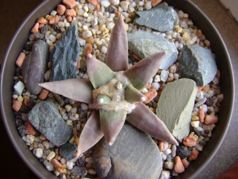 Ariocarpus retusus - Cactusi 2017 final de an