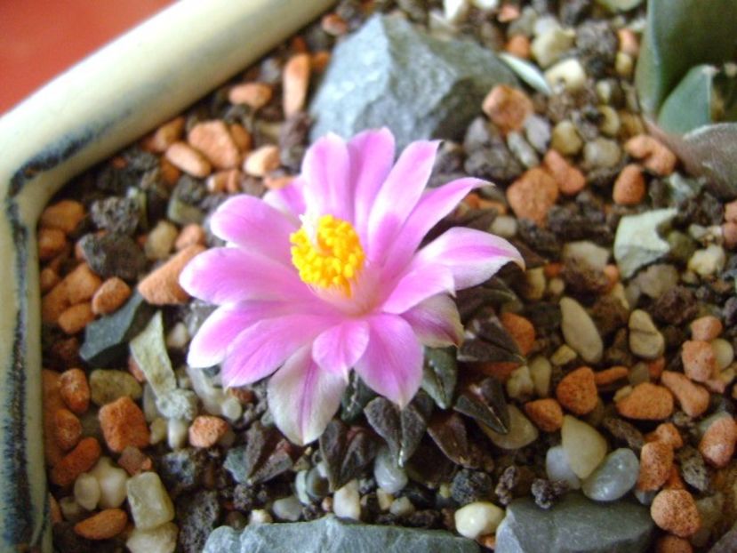 Ariocarpus kotschoubeyanus v. macdowellii - Cactusi 2017 final de an