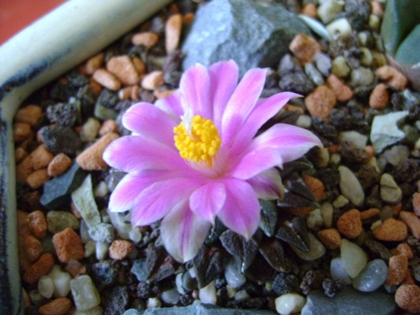 Ariocarpus kotschoubeyanus v. macdowellii - Cactusi 2017 final de an