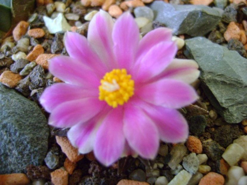 Ariocarpus kotschoubeyanus v. macdowellii - Cactusi 2017 final de an