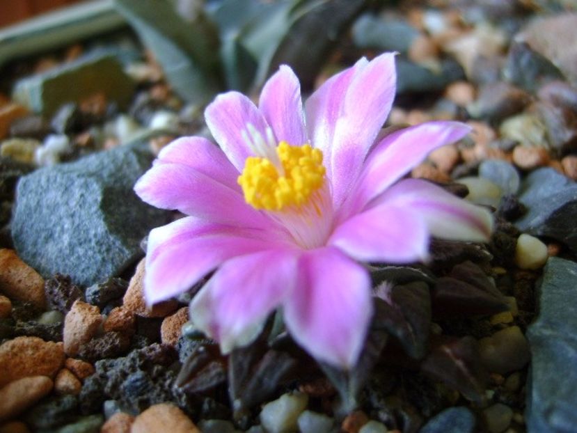 Ariocarpus kotschoubeyanus v. macdowellii - Cactusi 2017 final de an