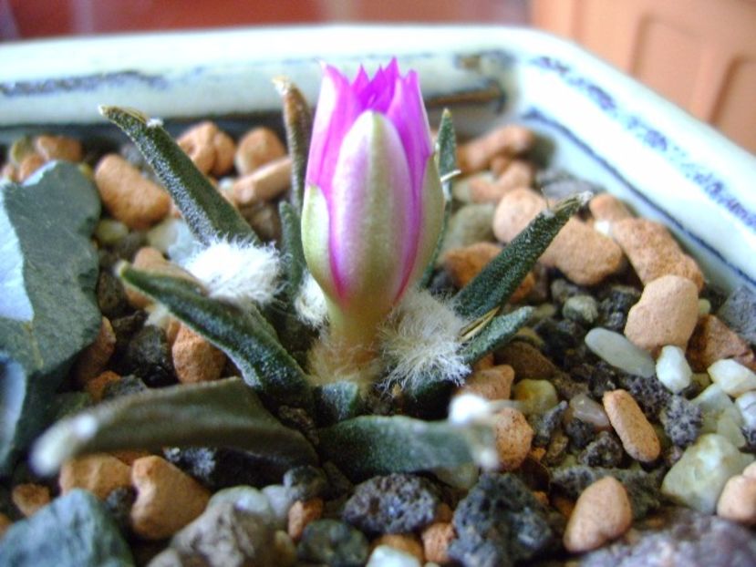 Ariocarpus agavoides - Cactusi 2017 final de an