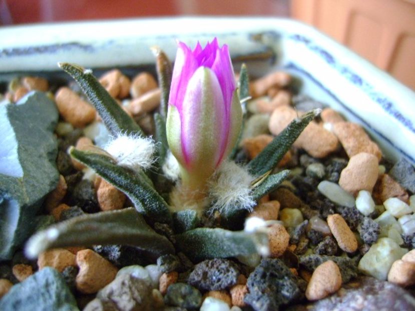 Ariocarpus agavoides - Cactusi 2017 final de an