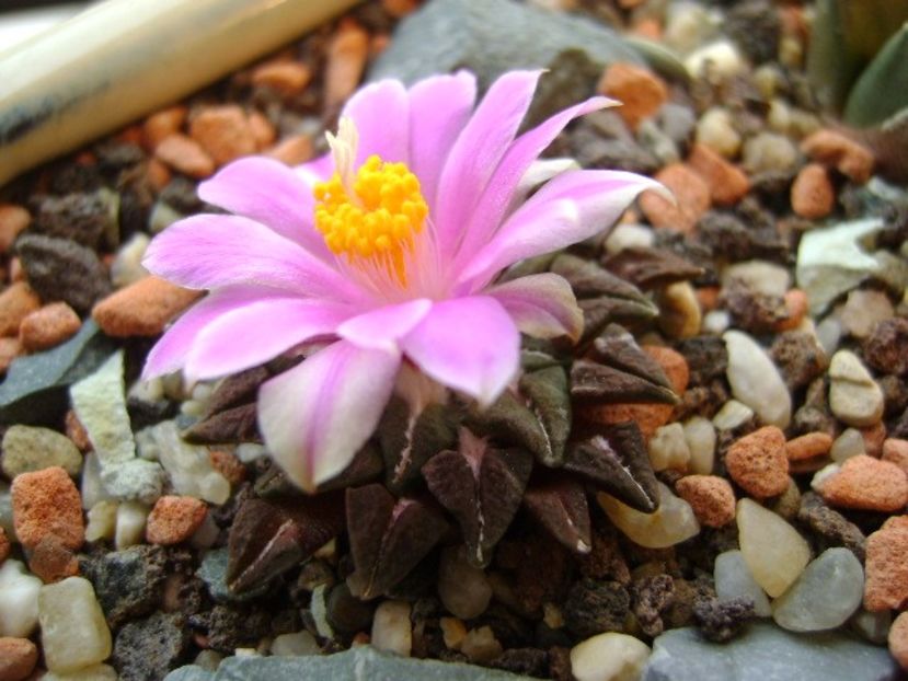Ariocarpus kotschoubeyanus v. macdowellii - Cactusi 2017 final de an