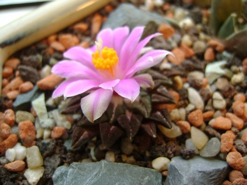 Ariocarpus kotschoubeyanus v. macdowellii - Cactusi 2017 final de an
