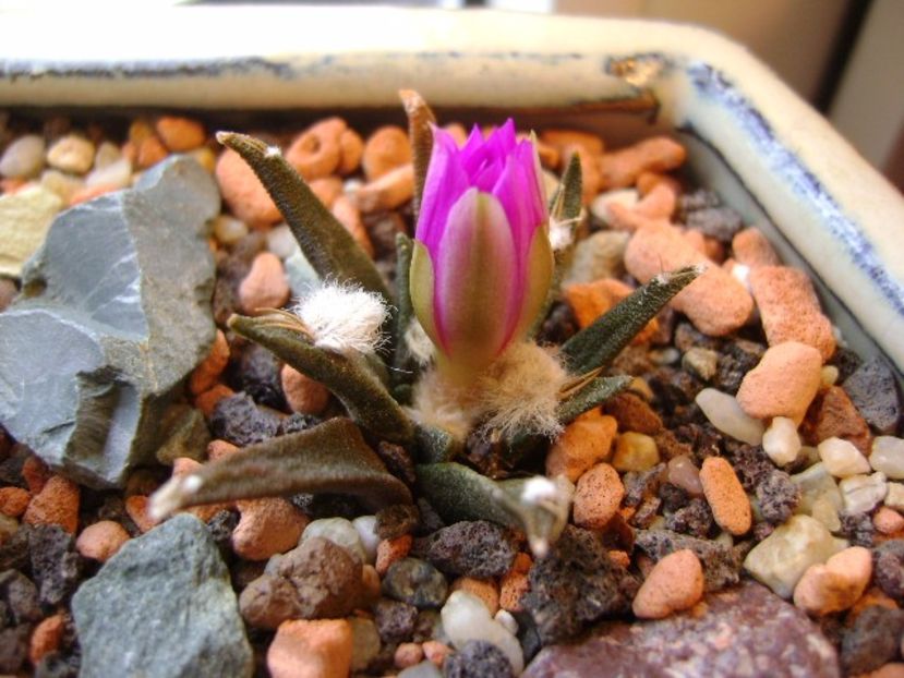 Ariocarpus agavoides - Cactusi 2017 final de an