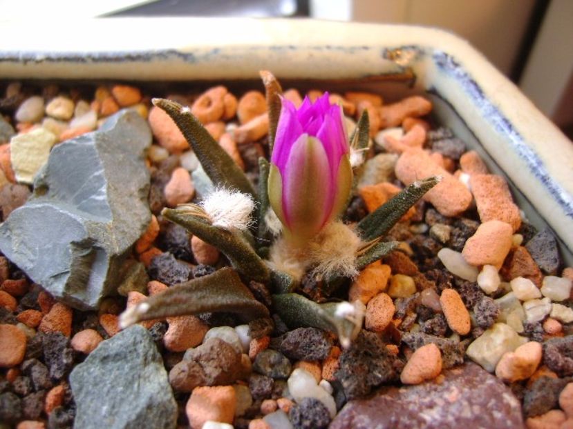 Ariocarpus agavoides - Cactusi 2017 final de an