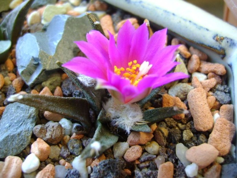 Ariocarpus agavoides - Cactusi 2017 final de an