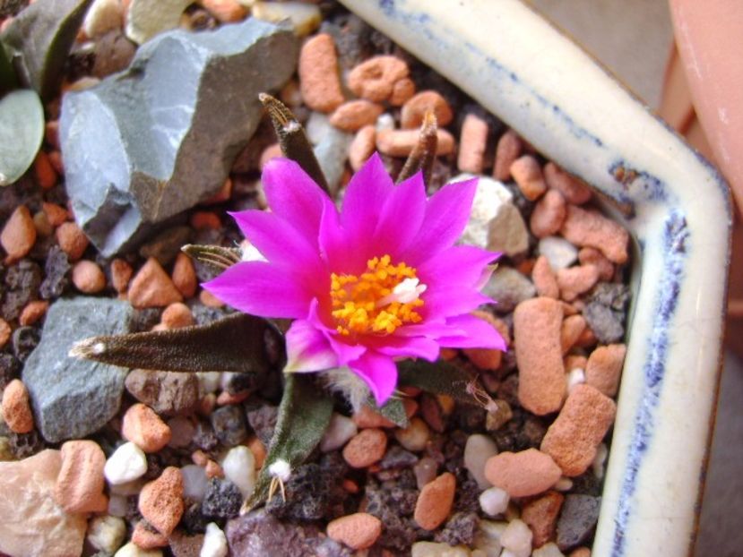 Ariocarpus agavoides - Cactusi 2017 final de an