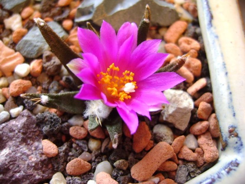 Ariocarpus agavoides - Cactusi 2017 final de an