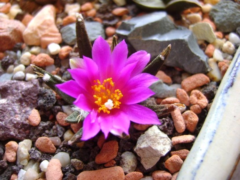 Ariocarpus agavoides - Cactusi 2017 final de an