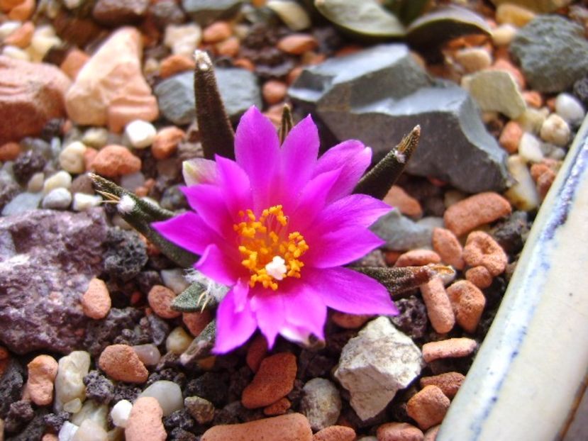 Ariocarpus agavoides - Cactusi 2017 final de an