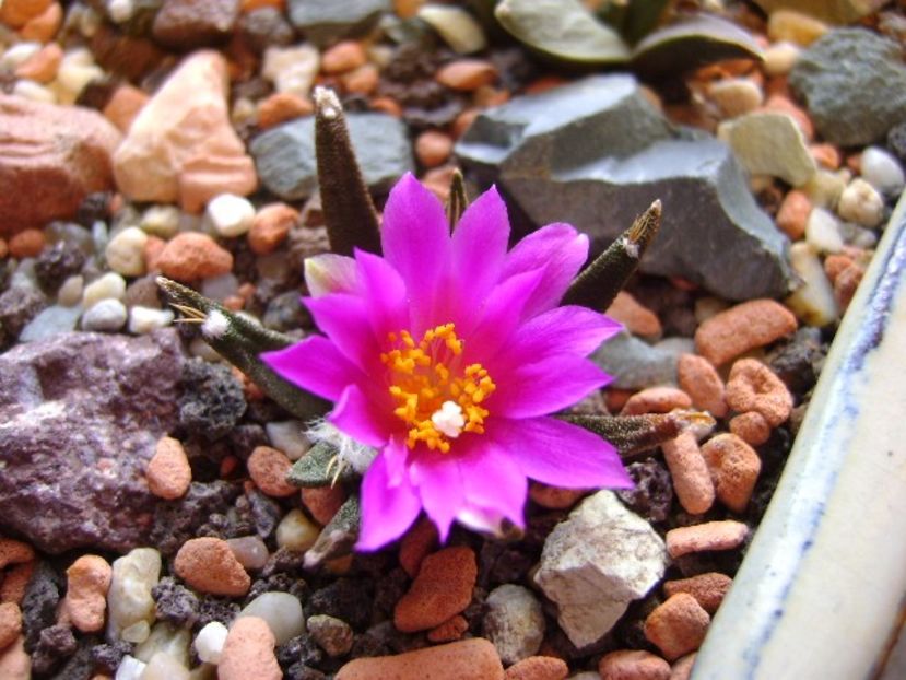 Ariocarpus agavoides - Cactusi 2017 final de an