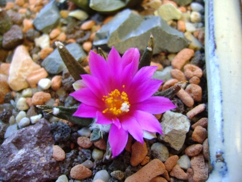 Ariocarpus agavoides - Cactusi 2017 final de an