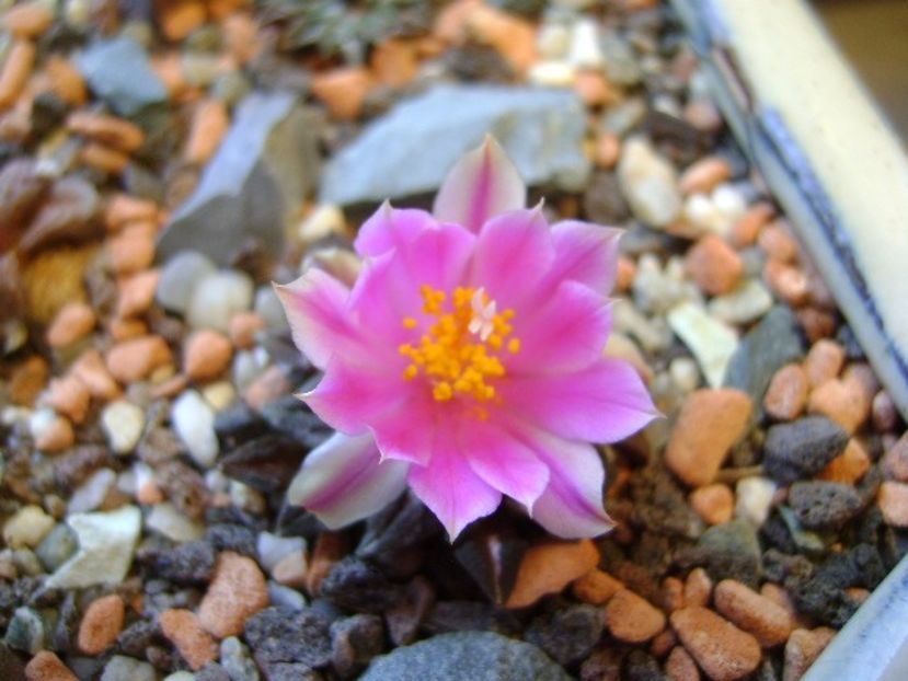 Ariocarpus kotschoubeyanus v. macdowellii - Cactusi 2017 final de an