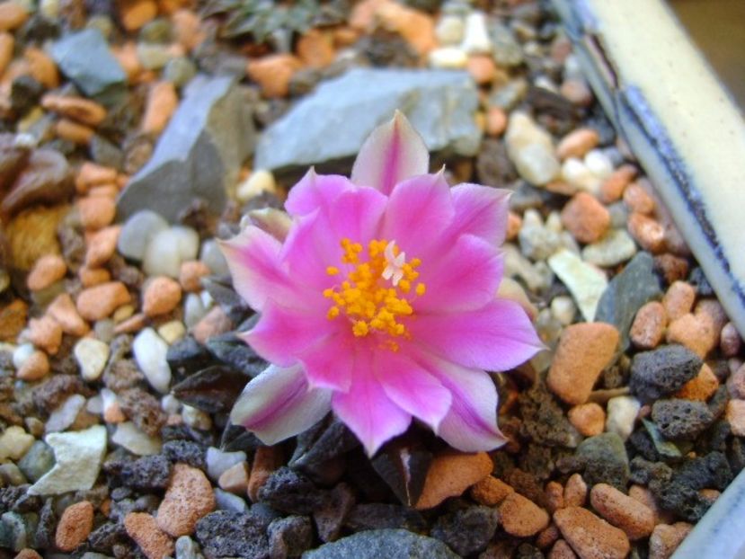 Ariocarpus kotschoubeyanus v. macdowellii - Cactusi 2017 final de an
