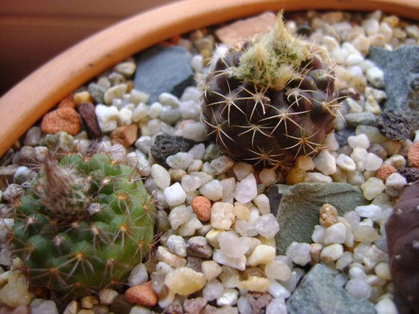 Frailea pygmaea (Frailea  pulcherrima) - Cactusi 2017 final de an