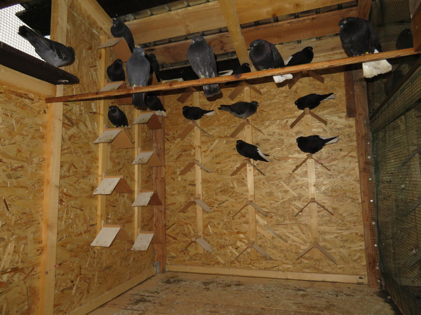  - Vila Paradis - acum de 5 stele