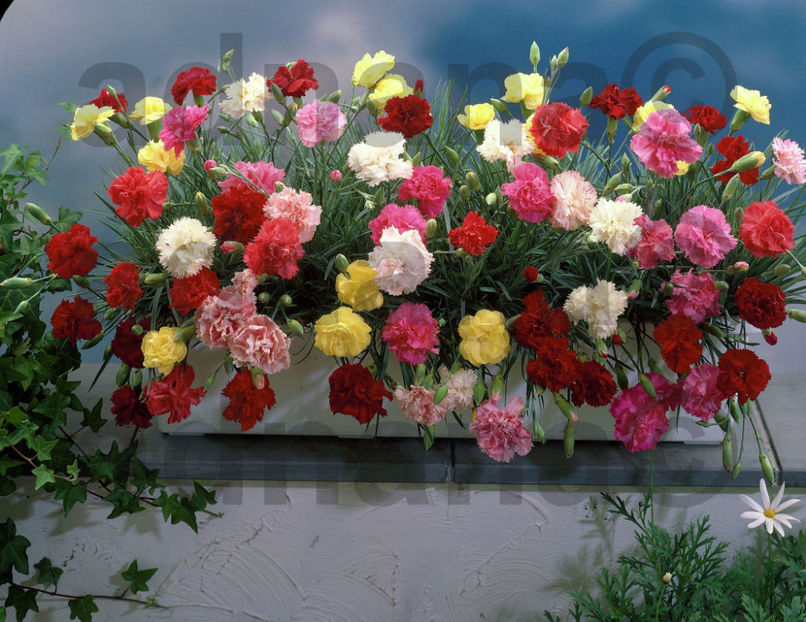  - Garoafe curgatoare - Dianthus caryophyllus Trailing